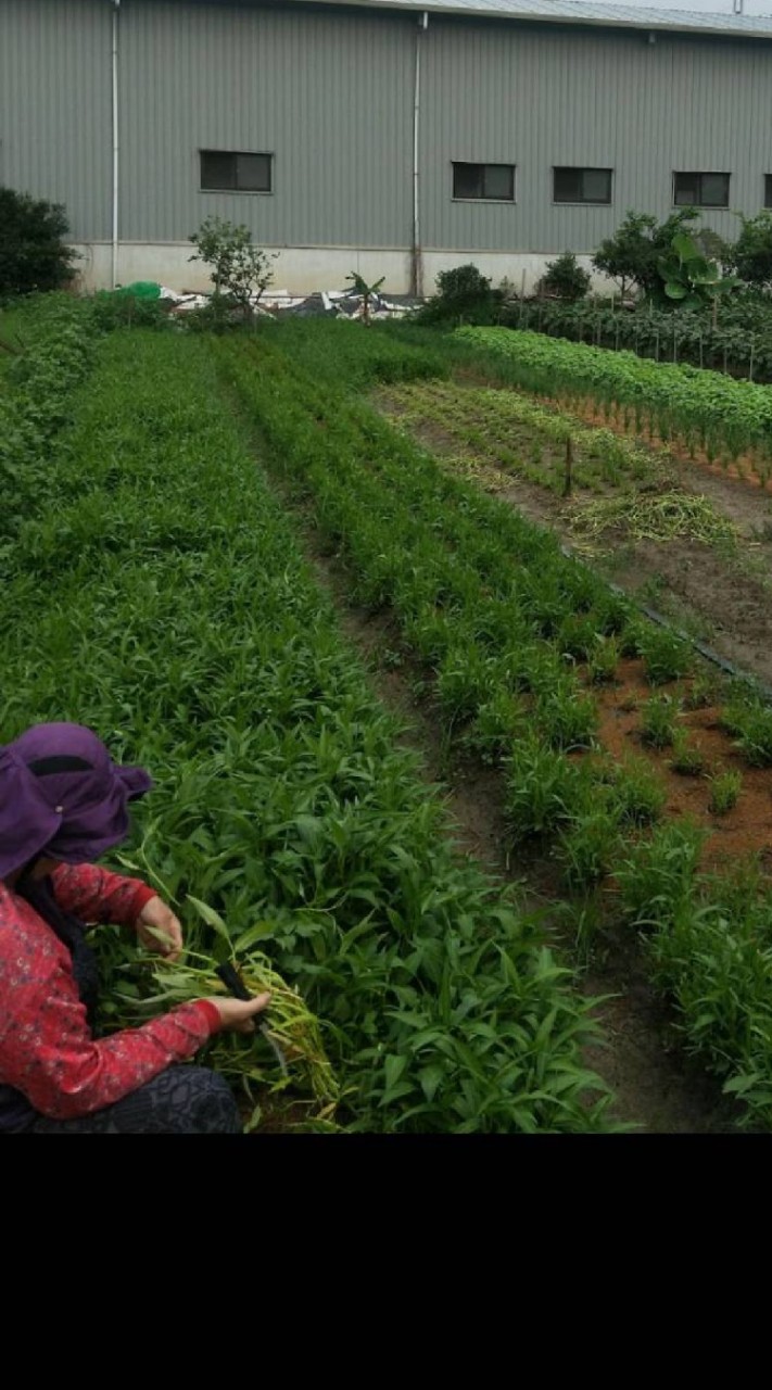 阿良阿公蔬菜園新鮮直送