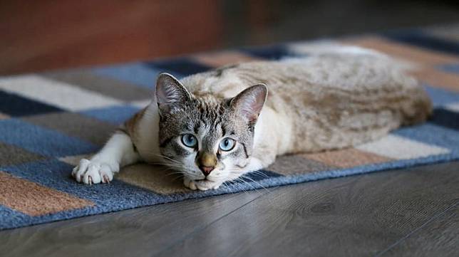 3 jenis Infeksi Cacing pada Kucing yang Menular ke Manusia dan 