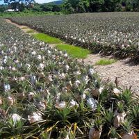 「阿岳」優質水果宅配到你家