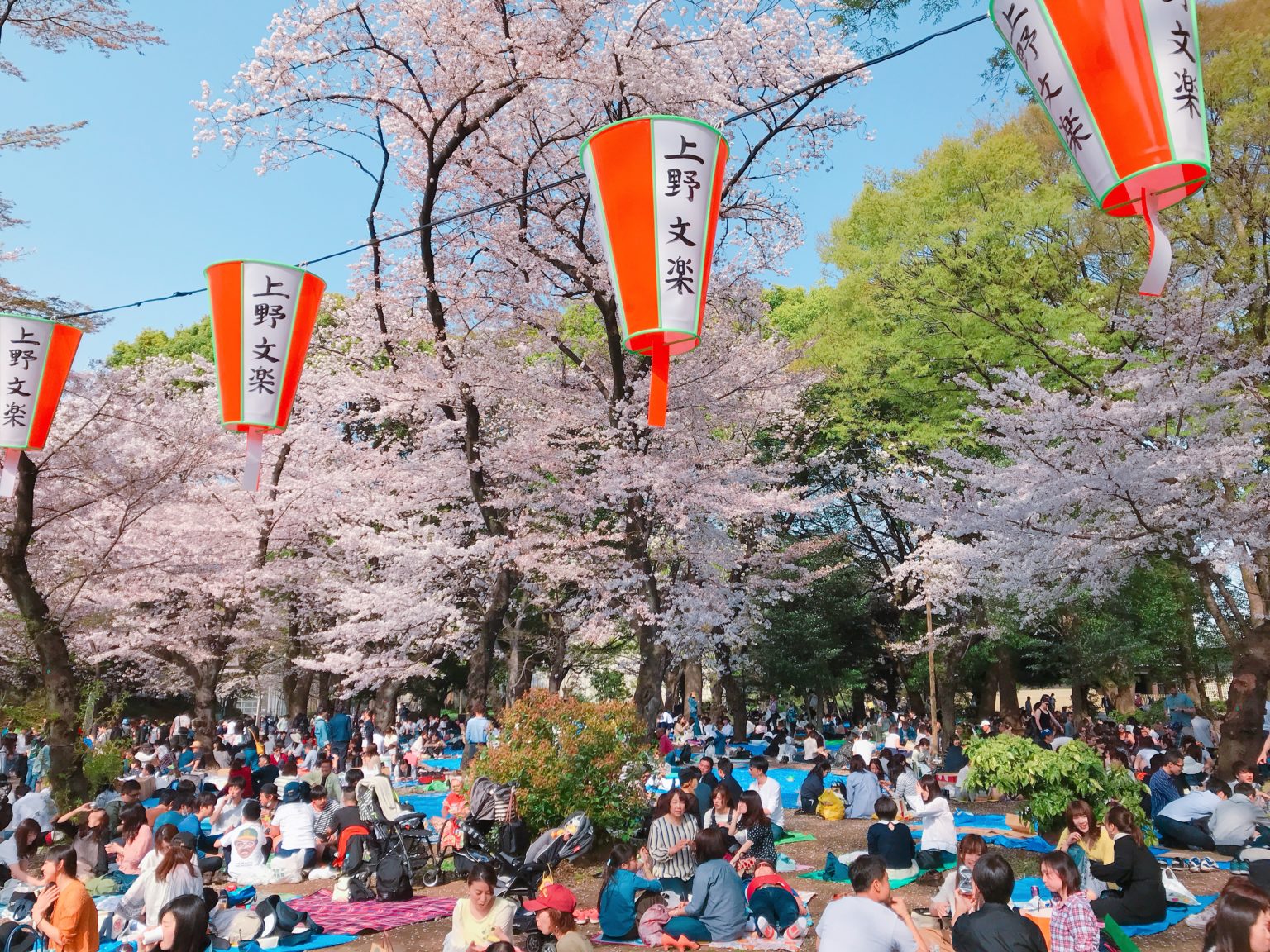 校園、墓園才是東京人賞櫻秘境？上野公園周遭三大櫻花祭熱點