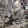 たけのこ、きのこ、エリンギ平和公約