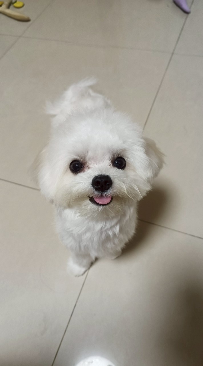 高雄毛孩家庭