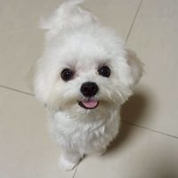高雄毛孩家庭
