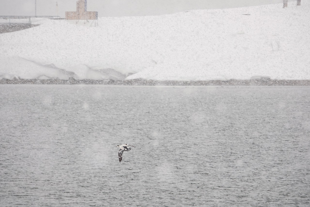 旅遊攝影師貝琪梨的極地遠征！Sony RX10 IV 極光 / 飛羽實戰拍攝分享