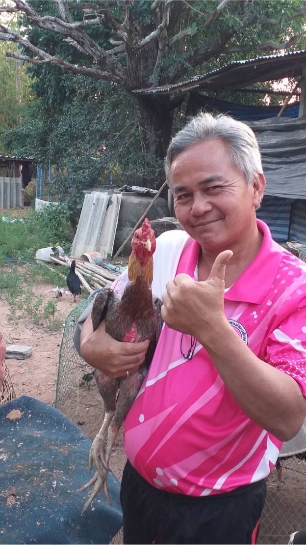 คนบ้าไก่ชน คนบ้าไก่ ไก่บ้าตี ไก่จะดีมันเป็นศาสตร์ศิลป์(ครูกบครับ)