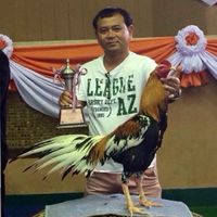 อนุรักษ์ไก่สวยงามสายประกวด