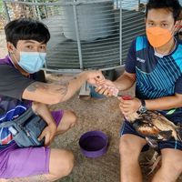 ซุ้ม ธุระกิจ ฟาร์ม ( สายเลือด จ้ามจอม + RS )