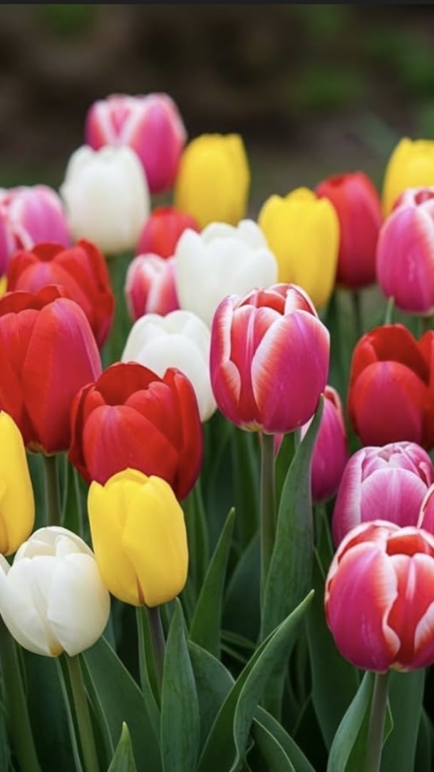 清水非營利幼兒園鬱金香班