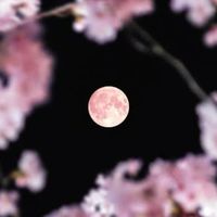 恋ばなしたい人カモン（中学生専用）