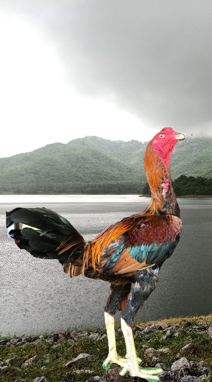 ไก่ชนประจวบฯ ทุกสายพันธุ์