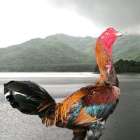 ไก่ชนประจวบฯ ทุกสายพันธุ์