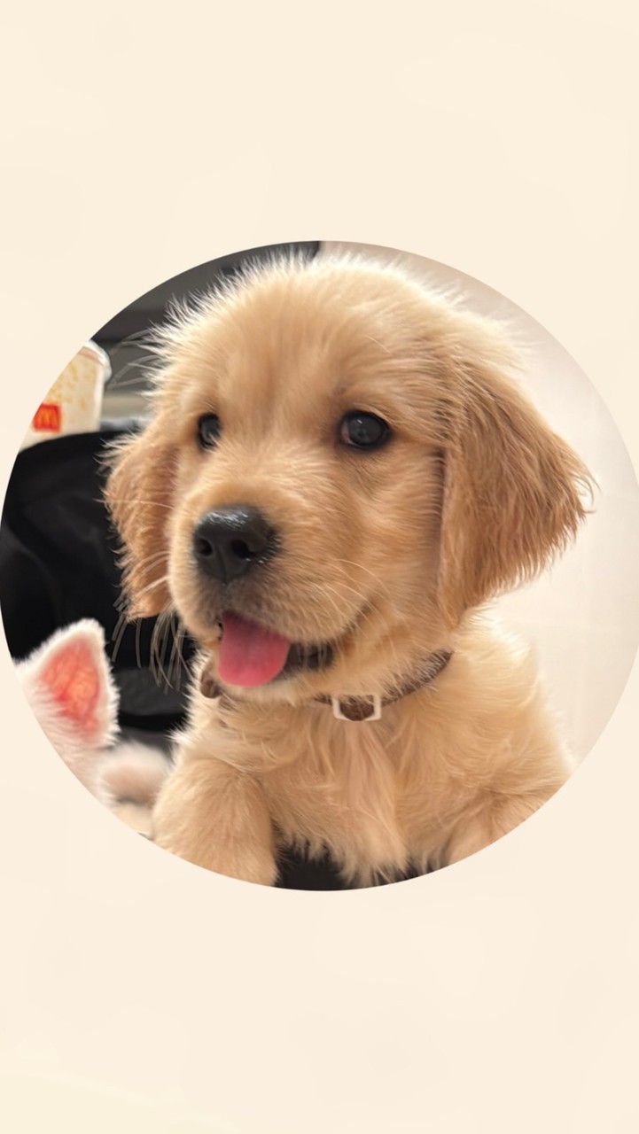 黃金獵犬｜樂分享