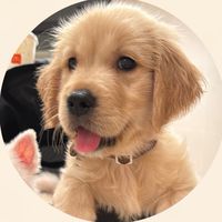 黃金獵犬｜樂分享