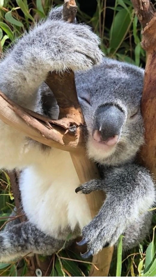 布里斯本 Brisbane 資訊分享 T妹🦘❤️