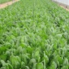 有機酸カルシウムパワーで野菜、花、果実、植物すべてに　コノカル‼︎