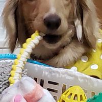 🐶ミニチュアダックスフンドLOVE❤️❤️❤️🐶