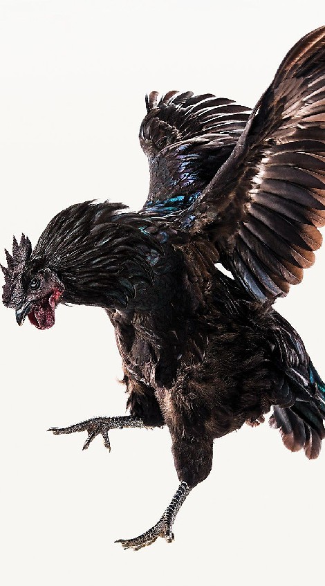 ดอกไม้เหล็ก คนรักไก่ชน
