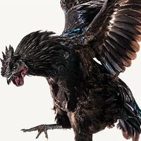 ดอกไม้เหล็ก คนรักไก่ชน