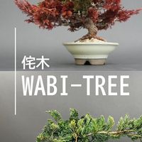 侘木WABI-TREE🎍