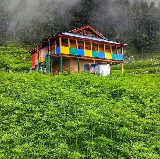 Cannabis for Life