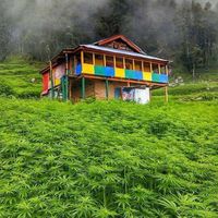 Cannabis for Life