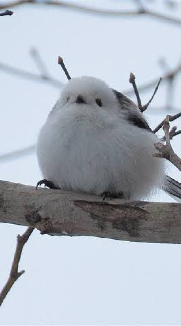 🦚鶴羽仲間