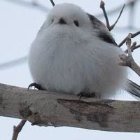 🦚鶴羽仲間