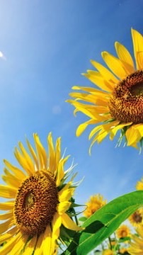 🌻40代R∞M🌻同世代の楽しい雑談🌻アラフォー🌻ライブトーク🌻素敵なオフ会🌻