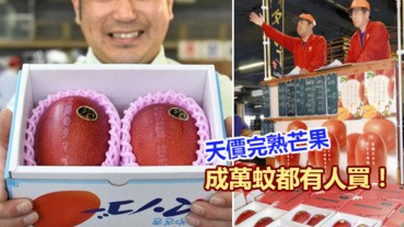 宮崎縣產完熟芒果 天價萬元都有人買！