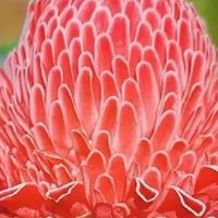 花草植物盆栽種植技研所