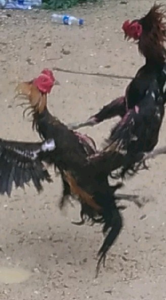 บ้านไก่ชน  พม่า  ง่อน  ไต๋หวัน  เชิง สายพันธ์เงินล้าน