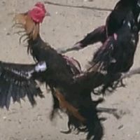 ไก่ชนอินเตอร์  พม่า  ง่อน  ไต๋หวัน  เชิง สายพันธ์เงินล้าน