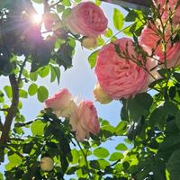 双極性障害でも楽しく生きよう