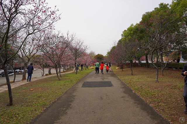 后里崴立機電櫻花公園