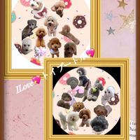 I  Love 💖トイプードル💖