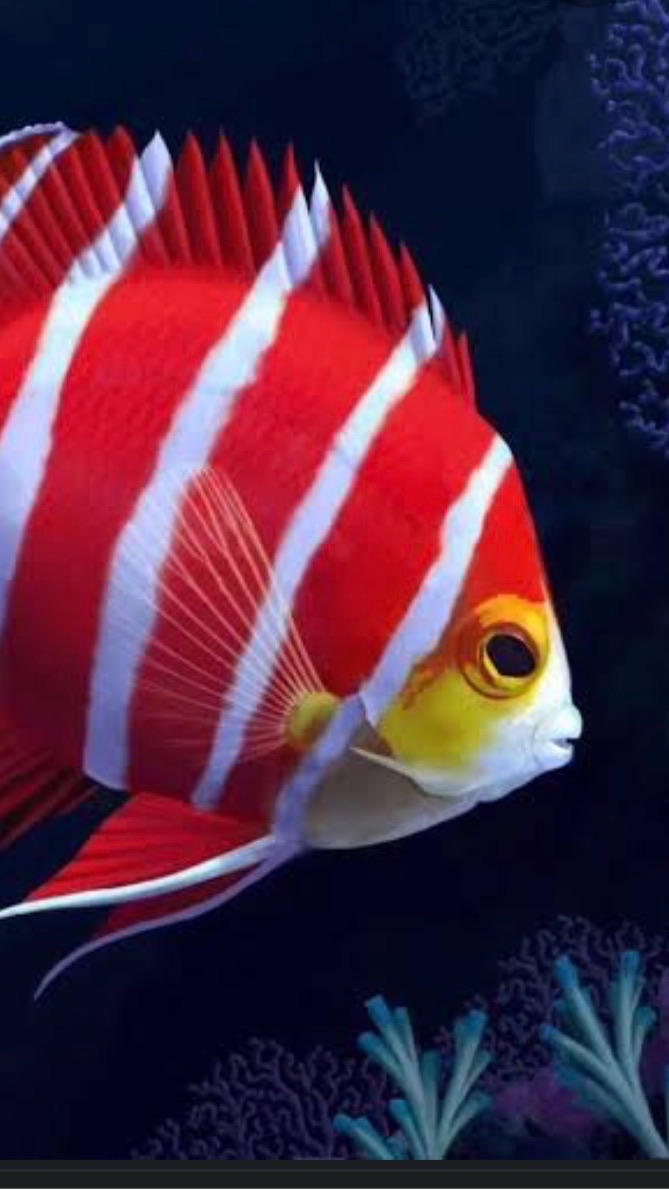 Ocean fish ONLY 🐠🐟🐡🐬🐳🦈