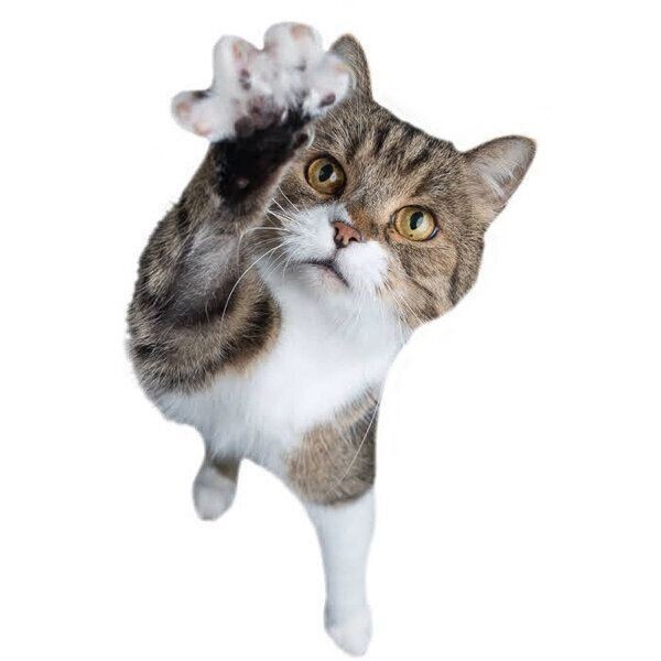 体験談 猫の 誤飲誤食エピソード がこわい ねこのきもちnews
