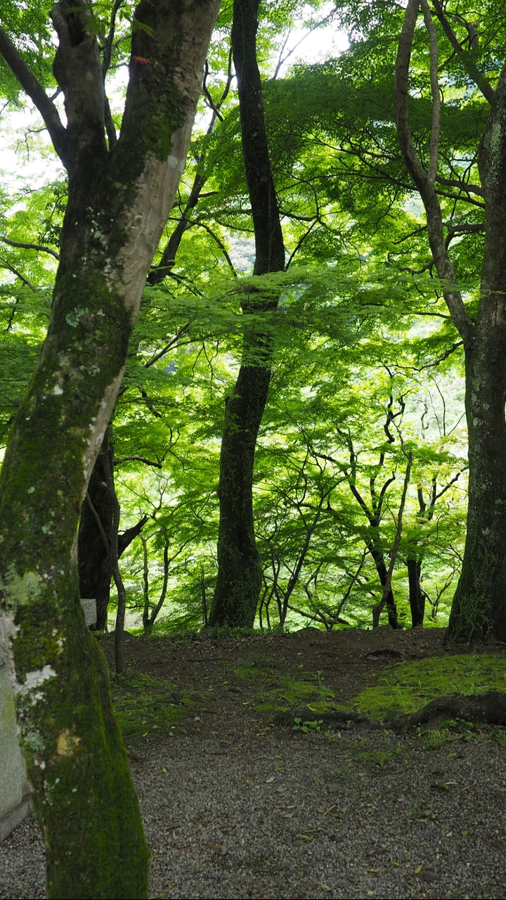 6/7(日) 初夏の和泉葛城山と犬鳴山温泉