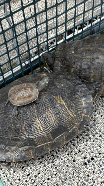 カメを飼っている人、好きな人集まれ‼️