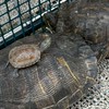 カメを飼っている人、好きな人集まれ‼️