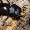 カブトムシクワガタムシの楽園(Rush牧場)