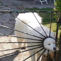 羽貓球同好會