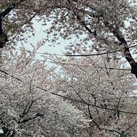 4月13日『昭和の心VOL.7』