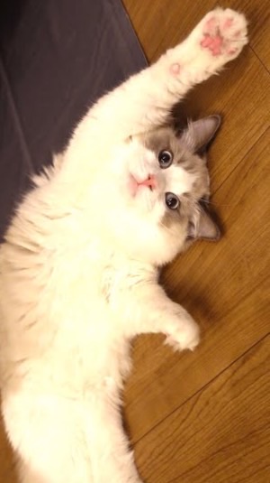 緩❓❓緩‼️‼️全也‼️‼️‼️‼️気になりハントじゃんじゃんしろ‼️‼️‼️‼️‼️