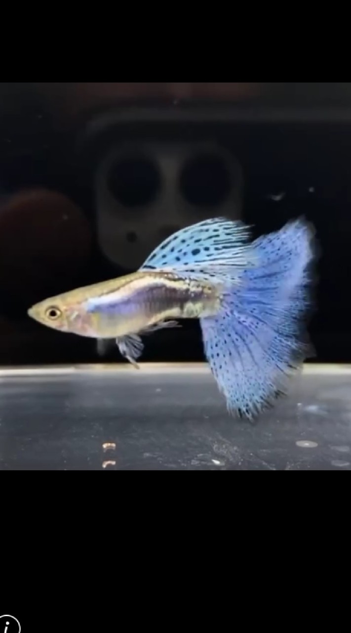 愛分享~孔雀魚交流