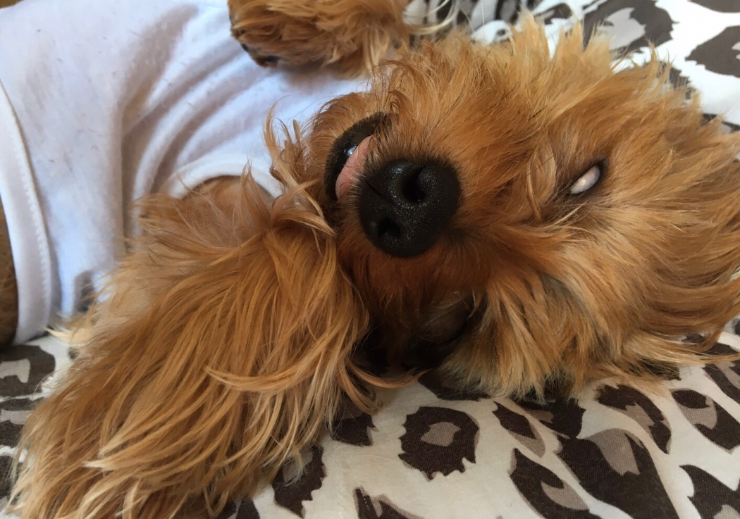 ひめくりワンダホー アルトくん ヨークシャー テリア