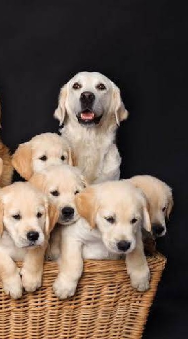 ~Family Littledog~
