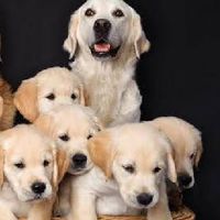 ~Family Littledog~