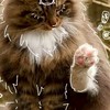 テリアン好き集まれ〜！
