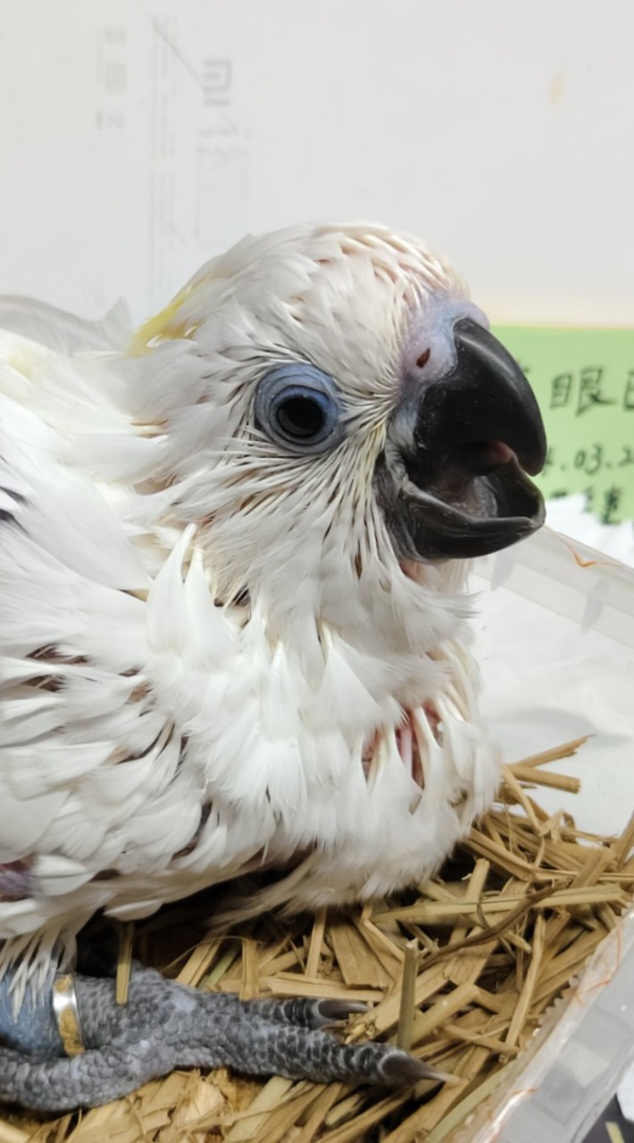 都是鳥事_鳥物交流分享